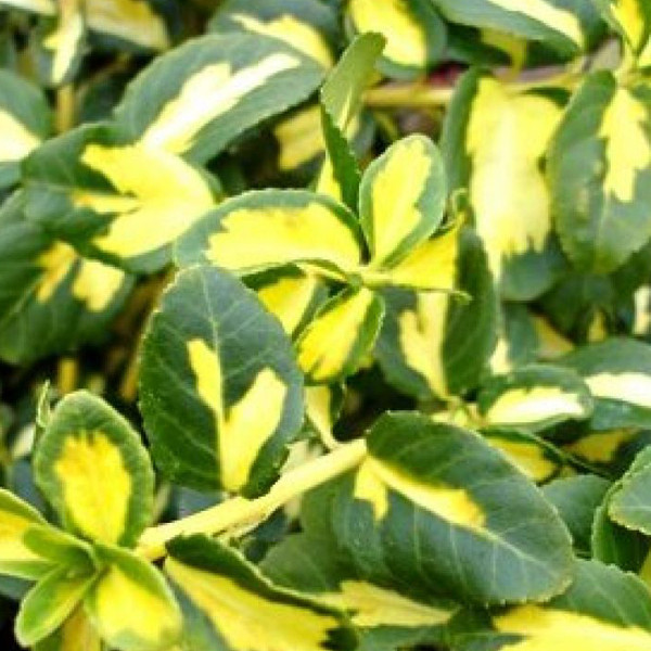 2 x Kriechspindel Euonymus fortunei Blondy in pot, 20-30 cm van Arborix