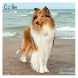 Various Publishers, Kalender, Collie Calendar 2026 Square Dog Breed Wall Calendar - 16 Month (Spezial)
