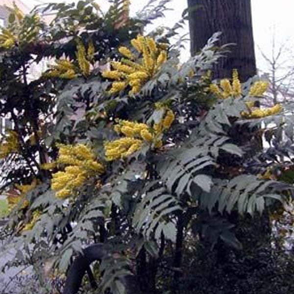 2 x Mahonia japonica Bealei in pot, 30-50 cm, Arborix