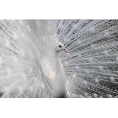 Fototapete PAPERMOON "Photo-Art VICTORIA IVANOVA, WIE WEIß WIE SCHNEE", bunt, B:4m L:2,6m, Vlies, Tapeten