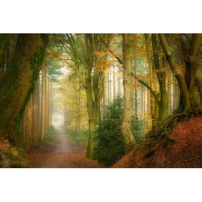 Fototapete PAPERMOON "Photo-Art ELLEN BORGGREVE, NACH DEM NEBEL", bunt, B:4m L:2,6m, Vlies, Tapeten