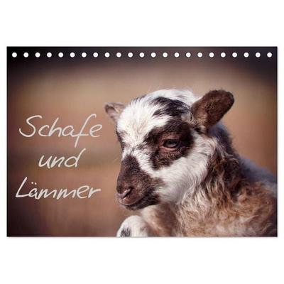 Schafe und Lämmer (Tischkalender 2027 DIN A5 quer), CALVENDO Monatskalender