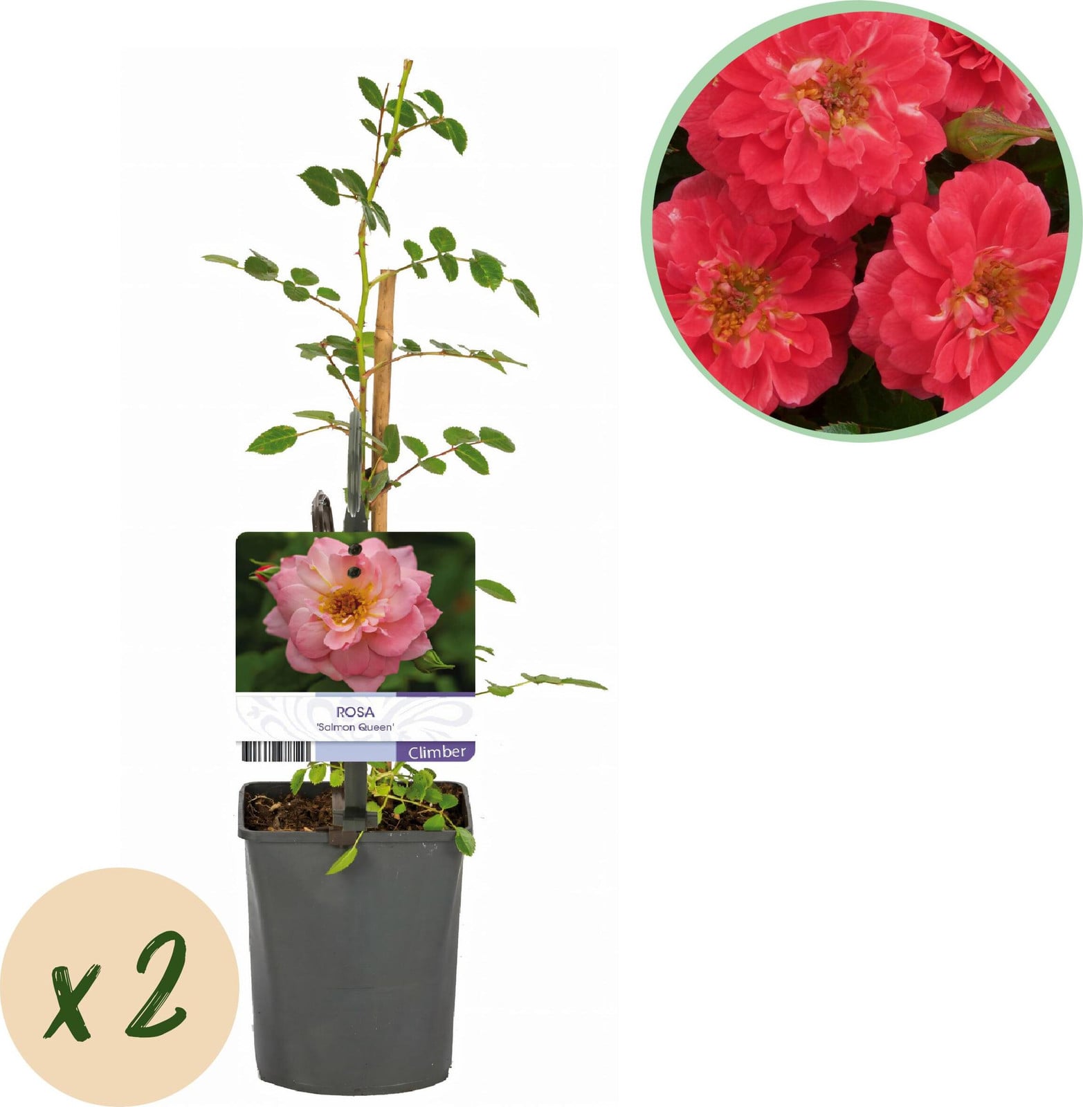 Pflanzenboutique Klimroos Rosa Salmon Queen Lichtroze Tuinplant 2 stuks 30-40 cm Ø10 cm