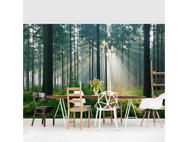 Vliestapete Enlightened Forest 432 x 290cm 432 x 290 cm