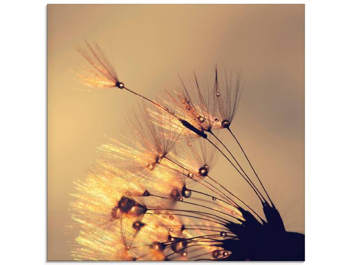 Glasbild ARTLAND Pusteblume Goldene Schirmchen , gold (farbe bild(er): goldfarben), B:20cm H:20cm, Bilder, Glasbild, in verschiedenen Grössen
