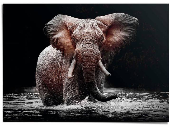 Poster REINDERS Elefant , schwarz (farbe bild(er): schwarz), B:140cm H:100cm T:0,1cm, Papier, Bilder, Poster