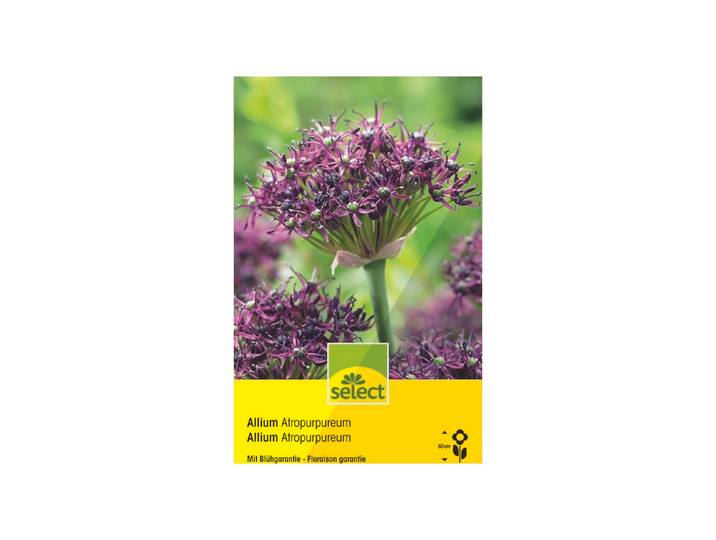 Select Blumenzwiebel Allium Atropurpureum