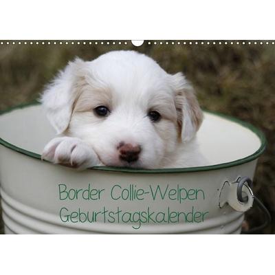 Border Collie-Welpen Geburtstagskalender (Wandkalender immerwährend DIN A3 quer)