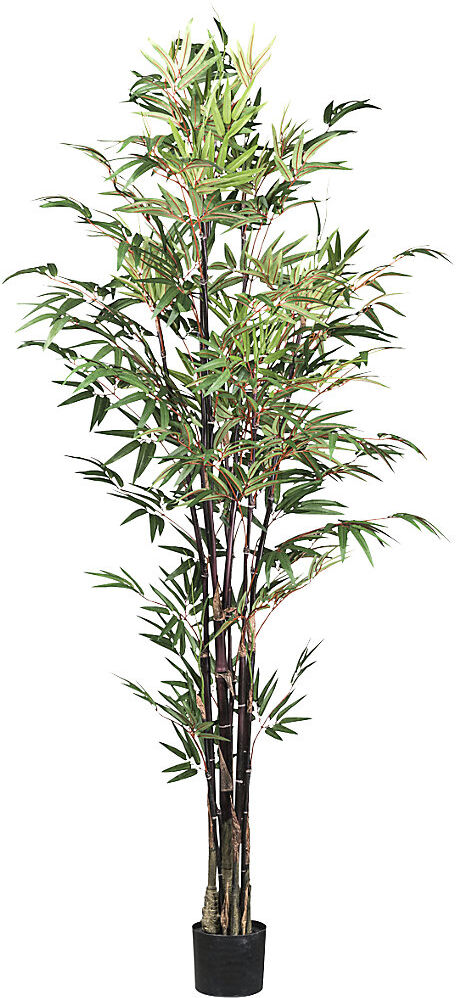 kaiserkraft Bambus Chinese wonder, Kunststofftopf, Höhe 1900 mm