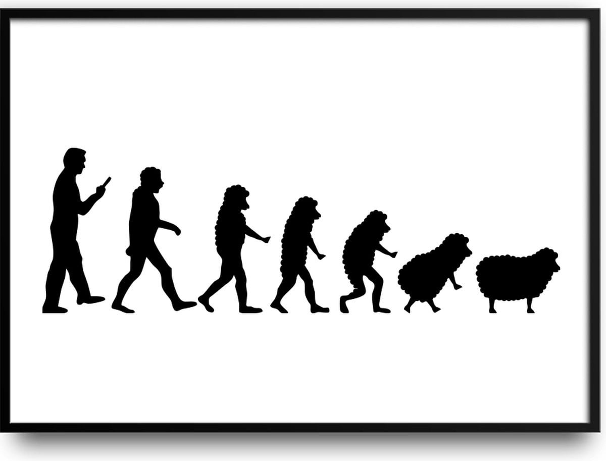 Schaap Evolutie fotolijst met glas en grappige poster voor in de woonkamer of slaapkamer