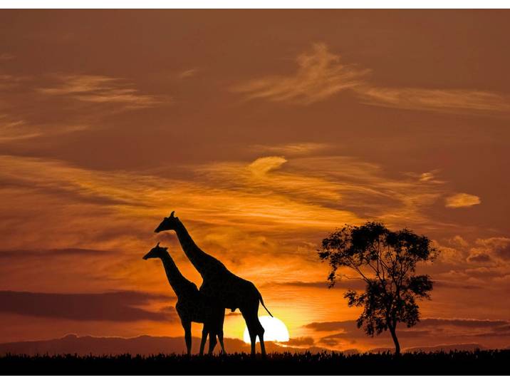 Fototapete PAPERMOON Giraffen vor Sonnenuntergang , bunt, B:4m L:2,6m, Vlies, Tapeten, Fototapete