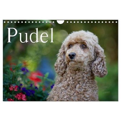Pudel (Wandkalender 2026 DIN A4 quer), CALVENDO Monatskalender