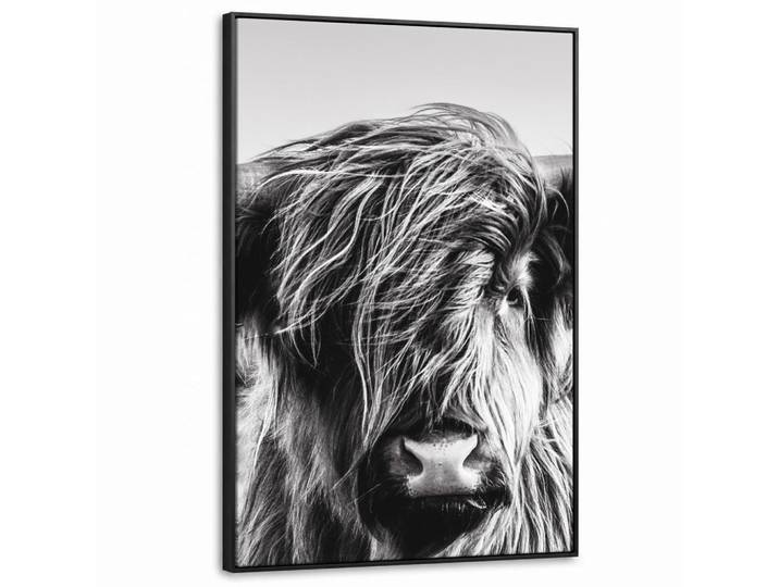 MuchoWow Leinwand Bilder mit Rahmen - Kuh - Schottischer Hochländer - Schwarz - Weiß - Tier - Natur - Wildtiere - 80x120, Rechteckig, 80x120 cm, gerahmt, Bilder & Rahmen, Bilder, Leinwandbilder