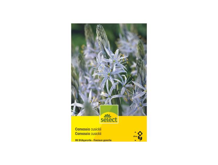 Select Blumenzwiebel Camassia Cusikii