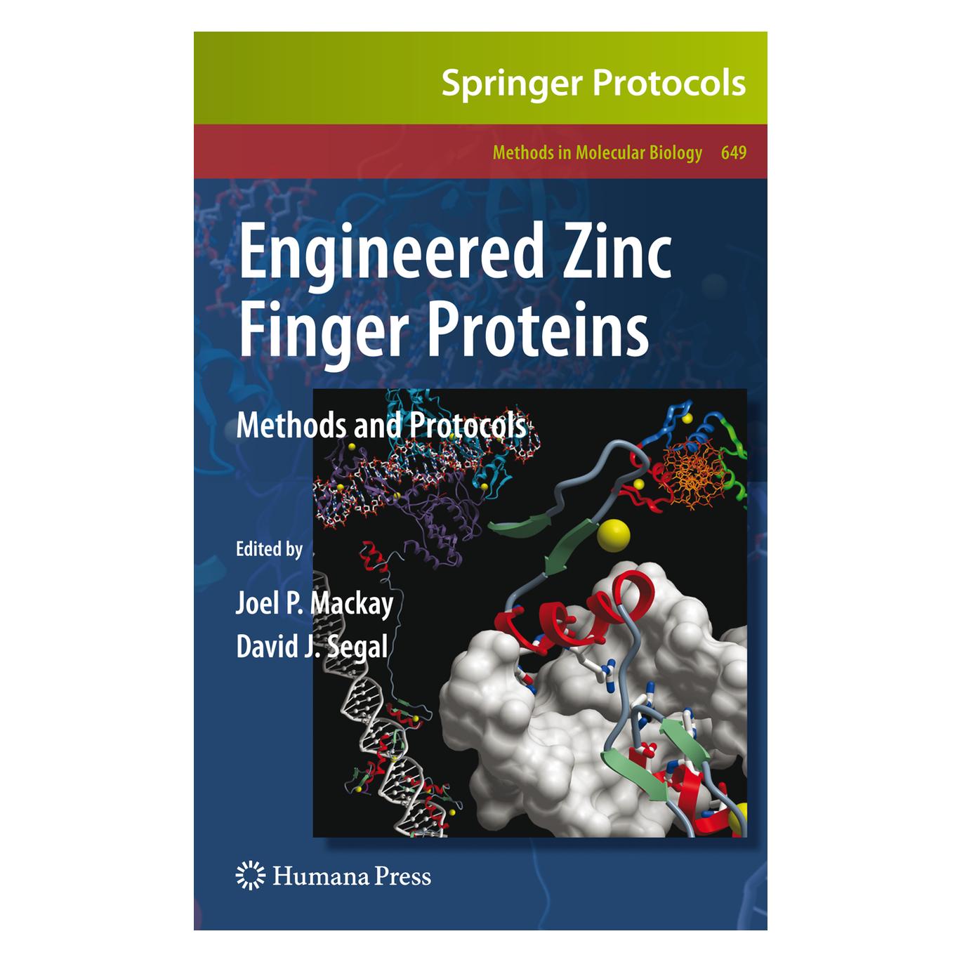 Springer Engineered Zinc Finger Proteins (Englisch, Softcover, David J. Segal, Joel P. Mackay) (55965581)