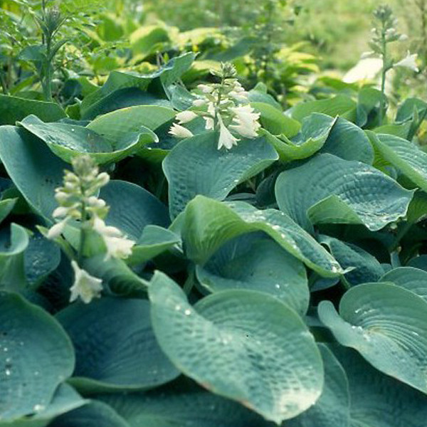 6x Hosta sieboldiana Elegans blauwbladige hosta in pot van 9x9 cm van Arborix