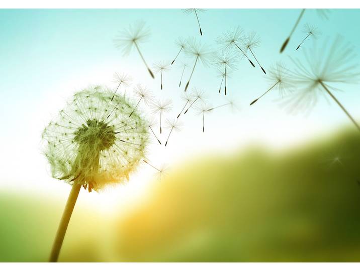 Fototapete PAPERMOON Dandelion in the Wind , bunt, B:3m L:2,23m, Vlies, Tapeten, Fototapete