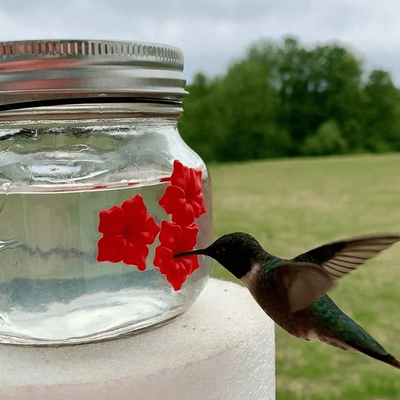 HomeDecorAndMore LLC Beautiful Mason Jar Hummingbird Feeder W Three Ports Beautiful Mason Jar Hummingbird Feeder W Three Ports