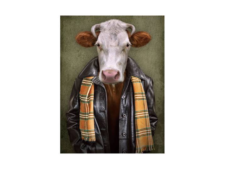 Glasbild „Rind mit Lederjacke“ 60 x 80 cm Multicolor Crea Collection