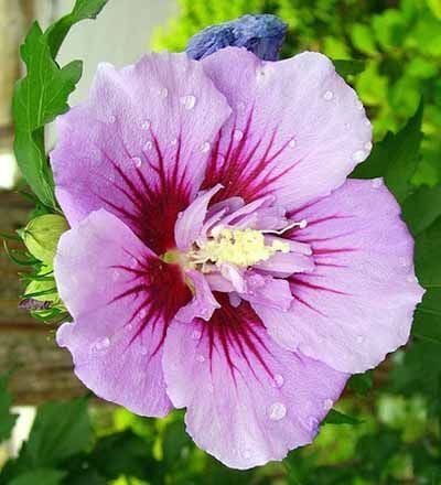 Arborix Tuinhibiscus Hibiscus syriacus Ardens in pot 40-60 cm
