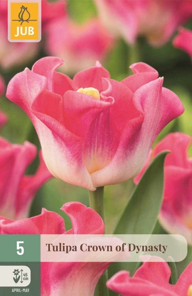 JUB Tulipa Crown of Dynasty bloembollen - Roze en Wit - 5 stuks