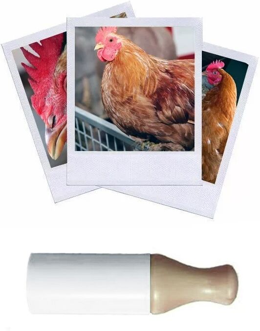 Hélen Baud Appeau Poule