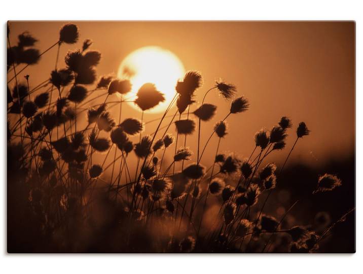 Wandbild ARTLAND Abendsonne - Tanz des Wollgrases , braun (farbe bild(er): naturfarben), B:90cm H:60cm, Bilder, Wandbild, als Alubild, Leinwandbild, Poster, Wandaufkleber in verschied. Grössen