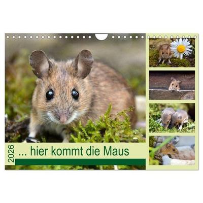 ... hier kommt die Maus ... (Wandkalender 2026 DIN A4 quer), CALVENDO Monatskalender