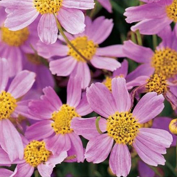 6 x Coreopsis rosea American Dream Mädchenauge in pot van 9x9 cm
