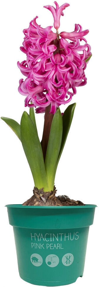 Premium Zwiebelpflanzen Hyacinthus Hyazinthe 12 cm Topf