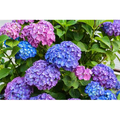Fototapete PAPERMOON "Blumen", bunt, B:5m L:2,8m, Vlies, Tapeten