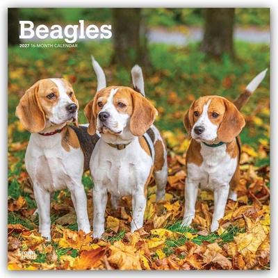 Beagles 2027 – 16-Monatskalender