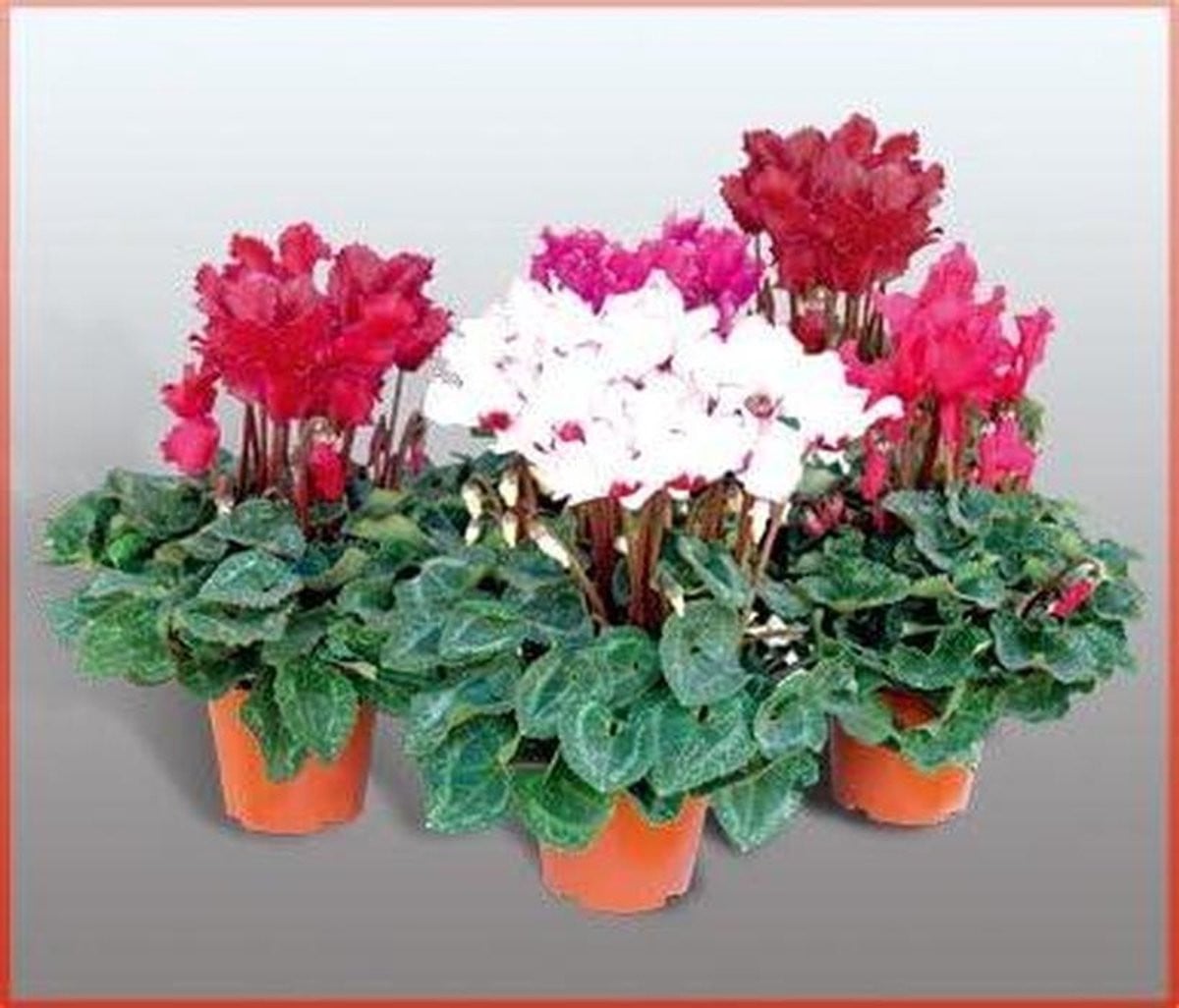 20 stuks Perennial Cyclamen bloemenzaadjes - Meerkleurig - Makkelijk te kweken