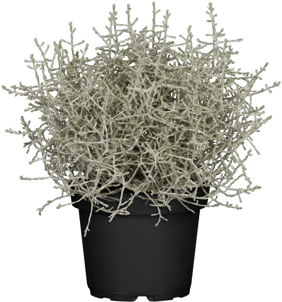 Pflanzen Stacheldrahtpflanze Calocephalus brownii 10,5 cm Topf