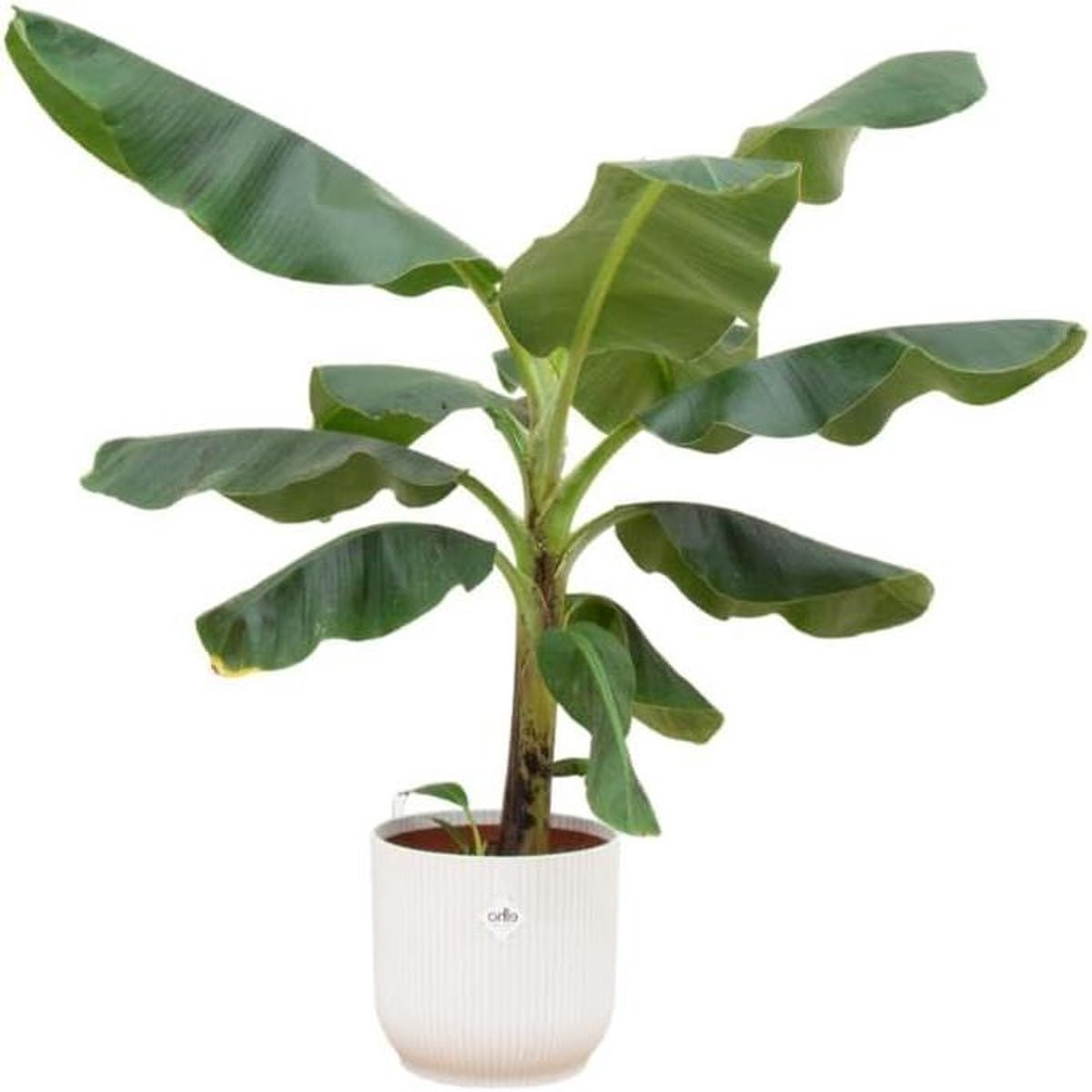 Bananenplant Musa met luxe pot - Groen