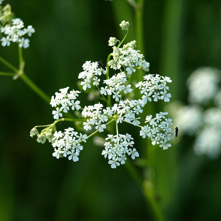 6 x Schafgarbe Achillea millefolium White Beauty in pot van 9x9 cm van Arborix