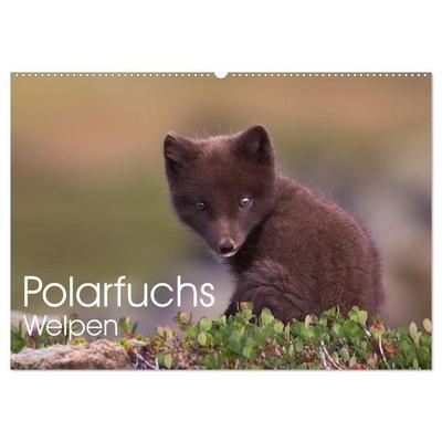 Polarfuchs-Welpen (Wandkalender 2026 DIN A2 quer), CALVENDO Monatskalender