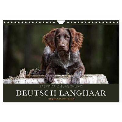Faszination Jagdhund - Deutsch Langhaar (Wandkalender 2027 DIN A4 quer), CALVENDO Monatskalender