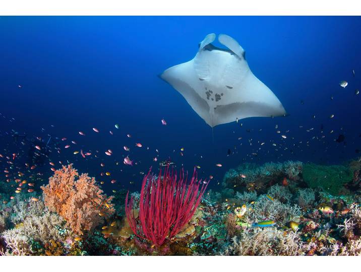 Fototapete PAPERMOON Photo-Art BARATHIEU GABRIEL, OCEAN MANTA RAY AUF DEM RIFF , bunt, B:4,5m L:2,8m, Vlies, Tapeten, Fototapete