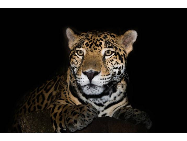 Fototapete PAPERMOON Leopard , bunt, B:2,5m L:1,86m, Vlies, Tapeten, Fototapete