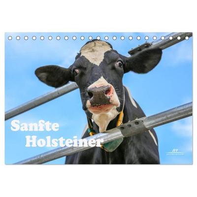 Sanfte Holsteiner (Tischkalender 2026 DIN A5 quer), CALVENDO Monatskalender