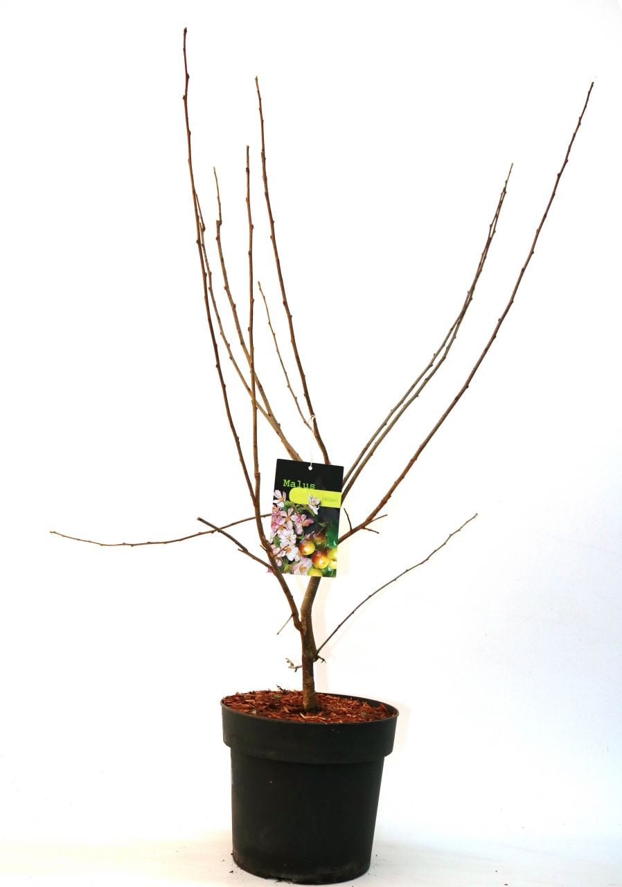 Pflanzen Zierapfel 7 l Container