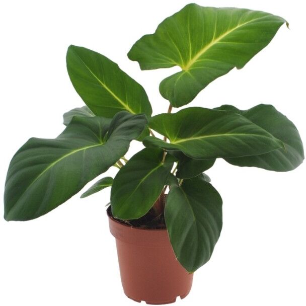 Pflanzen Philodendron Adelonema Crinipes H 25 cm, 9 cm Topf