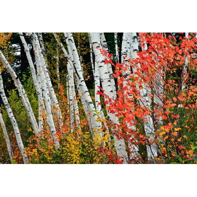 Fototapete PAPERMOON "Herbst Birkenwald", bunt, B:2,5m L:1,86m, Vlies, Tapeten