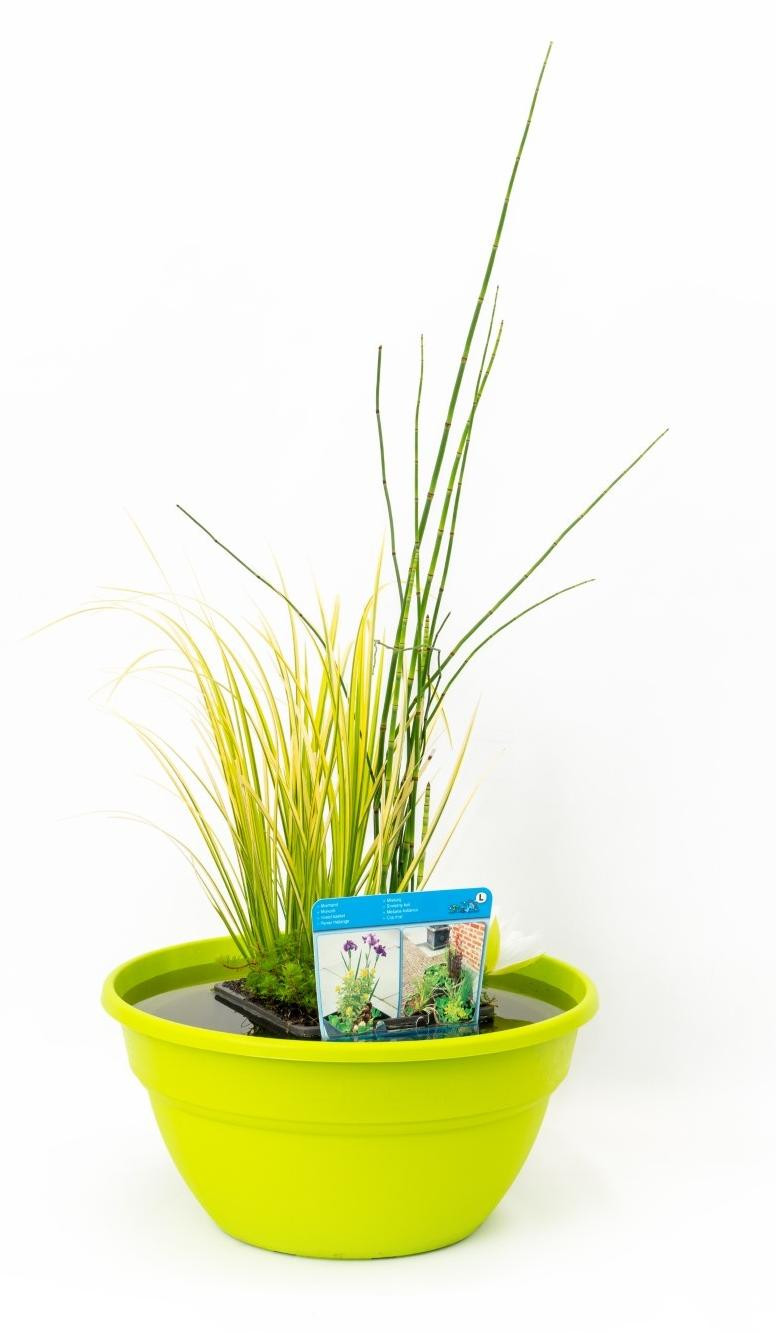 FloraSelf Moerings Terrasvijver Schaal Lime