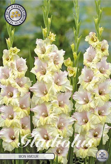 Sam van Schooten Gladiole Mon Amour (10 stuks)