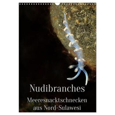 Nudibranches Meeresnacktschnecken aus Nord-Sulawesi (Wandkalender 2026 DIN A3 hoch), CALVENDO Monatskalender