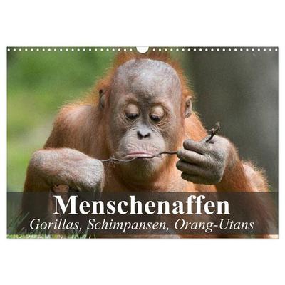 Menschenaffen. Gorillas, Schimpansen, Orang-Utans (Wandkalender 2027 DIN A3 quer), CALVENDO Monatskalender