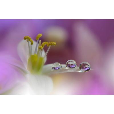 Papermoon "Zen Wassertropfen mit Blume Makro"
