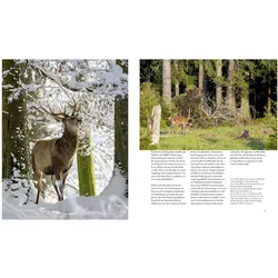 Naturerlebnis Wilder Schwarzwald, Ratgeber von Norbert Daubner, Gaby Hufler